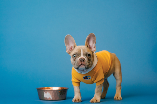 Say goodbye to germs: Prevent bacteria with these dog bowl cleaning hacks