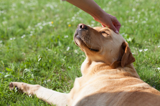 Why sunlight isn't enough: The true importance of vitamin D for your dog's well-being